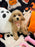 DANA (Bichon-Poodle)