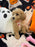 DANA (Bichon-Poodle)