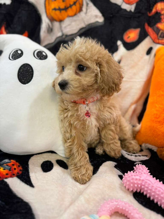 DANA (Bichon-Poodle)