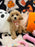 DANA (Bichon-Poodle)
