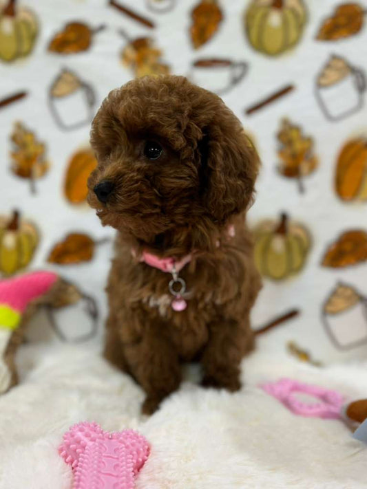 BREE (Red Toy Poodle)