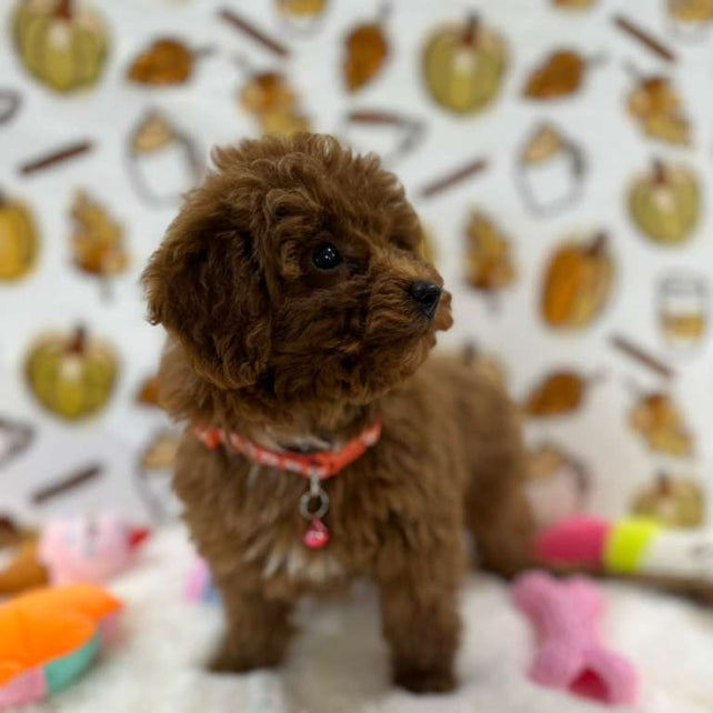 BAMBI (Red Toy Poodle)