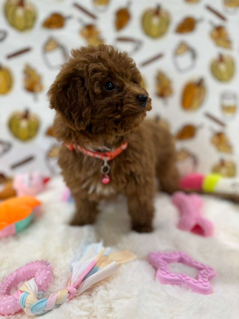 BAMBI (Red Toy Poodle)