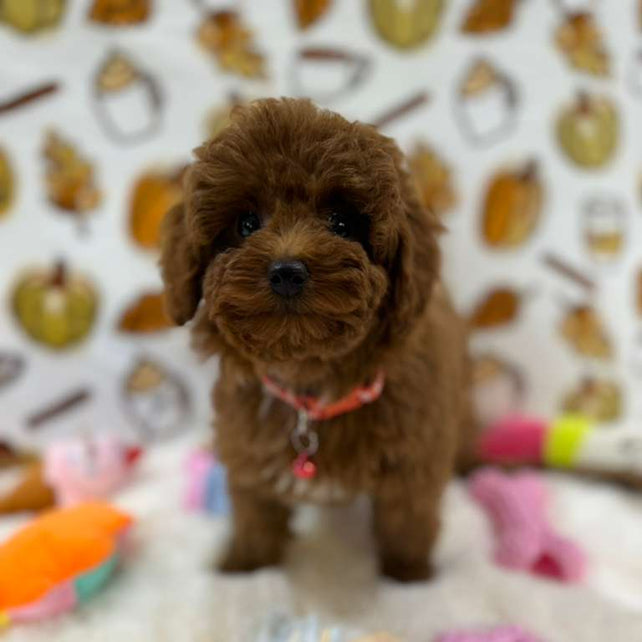 BAMBI (Red Toy Poodle)