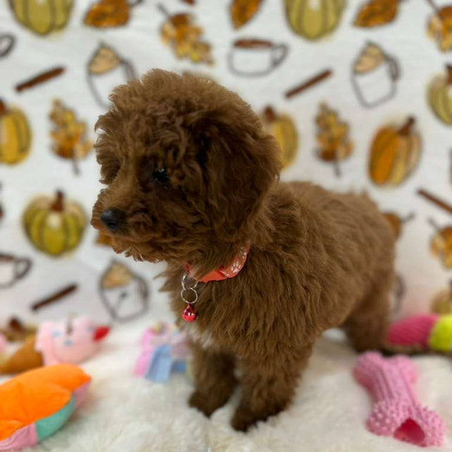 BAMBI (Red Toy Poodle)