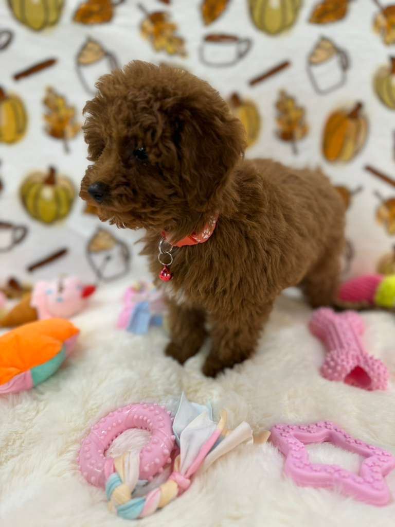 BAMBI (Red Toy Poodle)