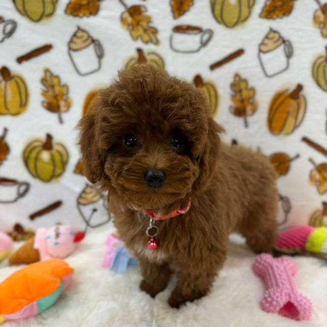 BAMBI (Red Toy Poodle)