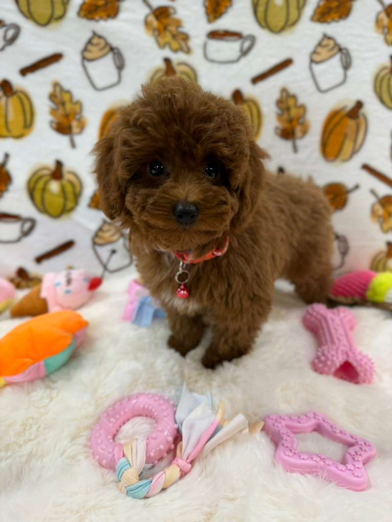BAMBI (Red Toy Poodle)