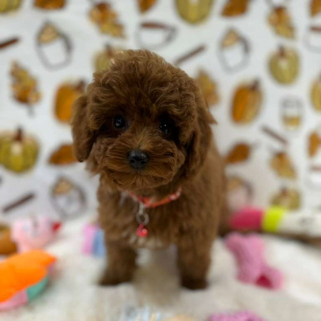 BAMBI (Red Toy Poodle)