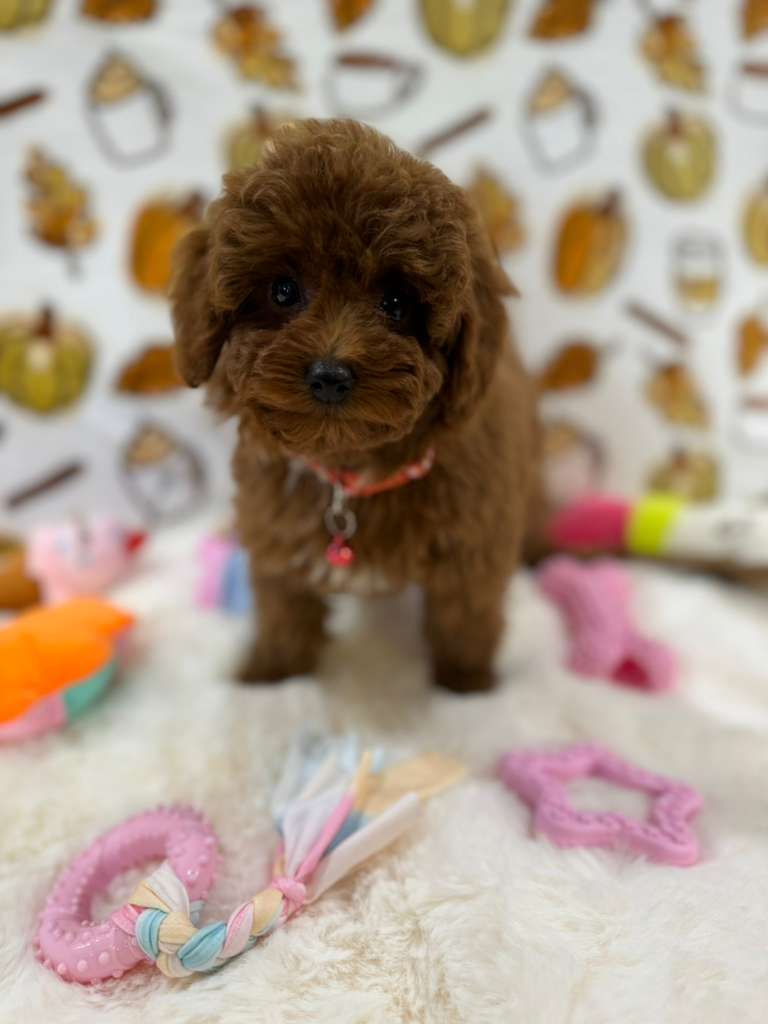 BAMBI (Red Toy Poodle)