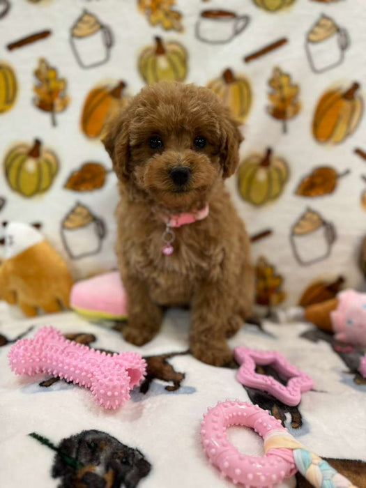 BEAN (Toy Poodle)