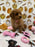 BEAN (Toy Poodle)