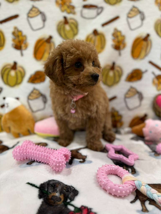 BEAN (Toy Poodle)