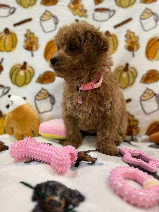BEAN (Toy Poodle)
