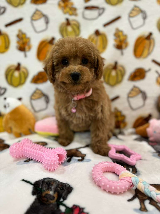 BEAN (Toy Poodle)