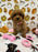 BEAN (Toy Poodle)