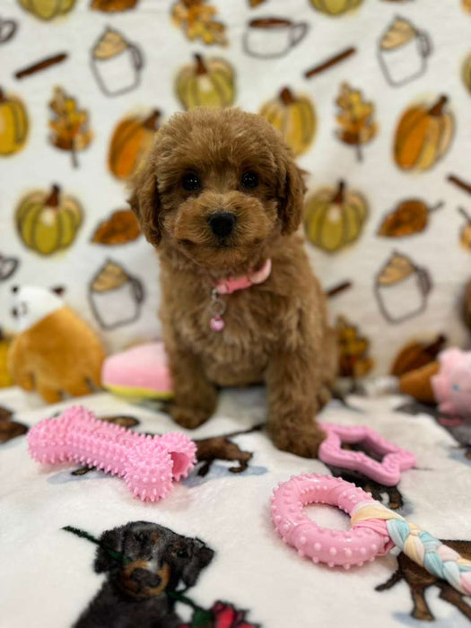BEAN (Toy Poodle)