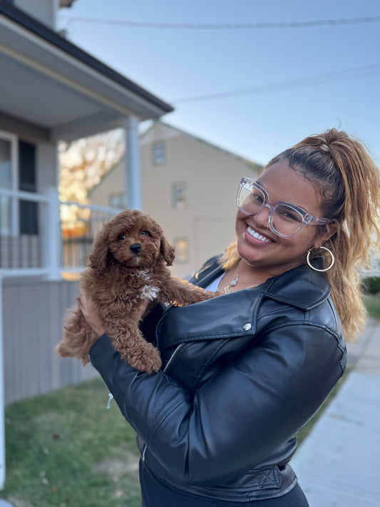 King (Mini-Poodle)