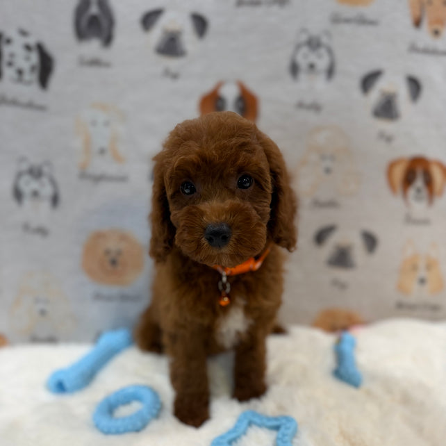 SAM (Mini Poodle)