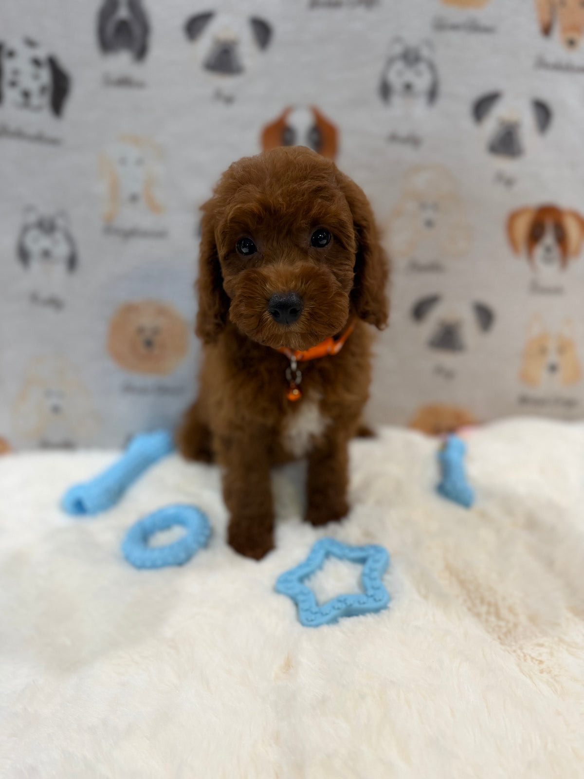 SAM (Mini Poodle)