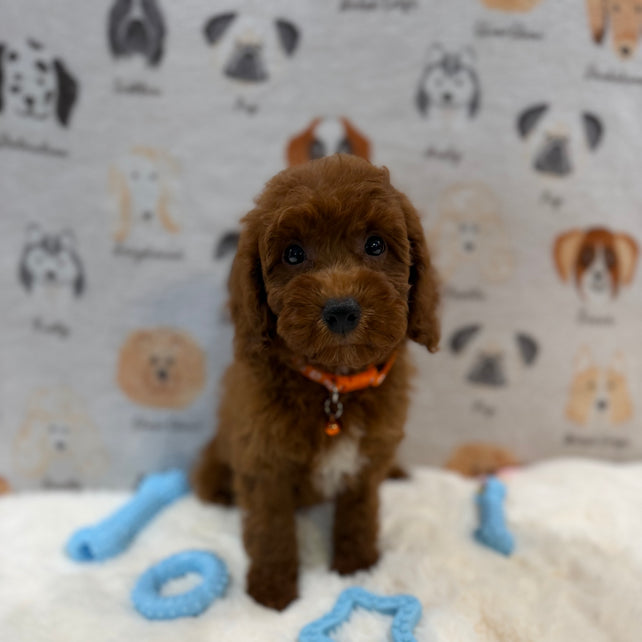SAM (Mini Poodle)