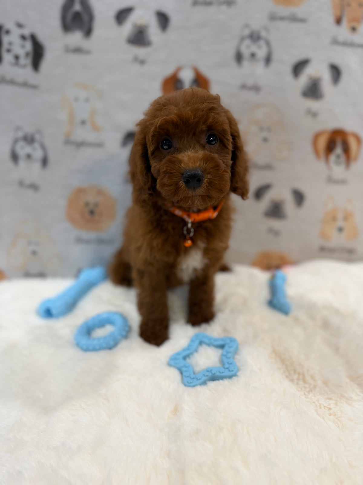 SAM (Mini Poodle)