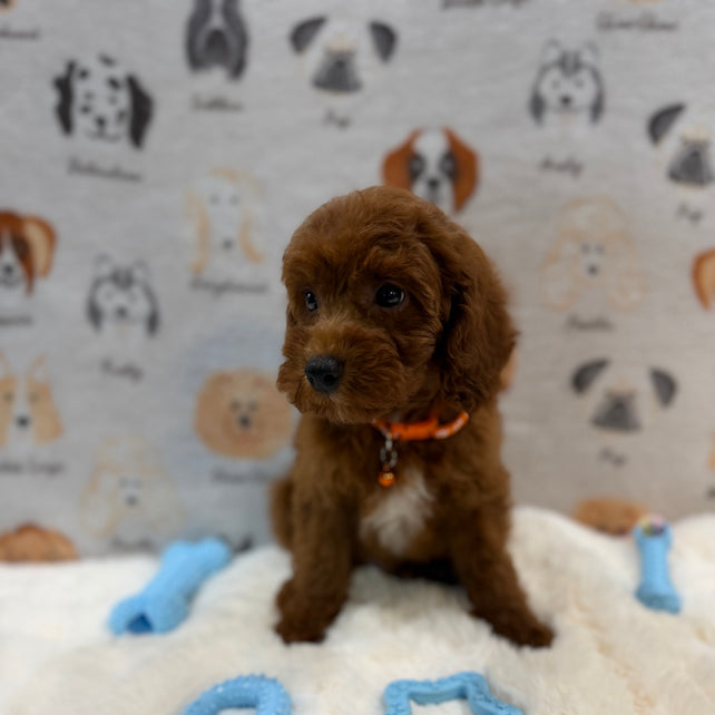 SAM (Mini Poodle)