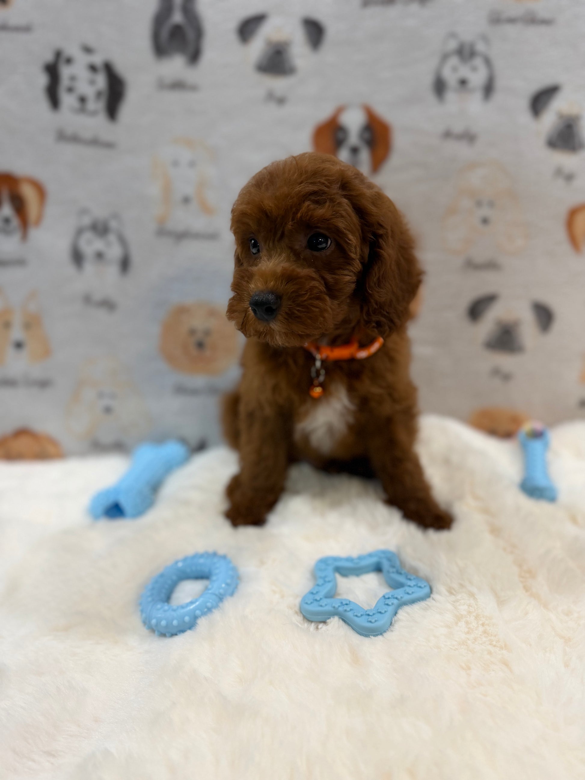 SAM (Mini Poodle)