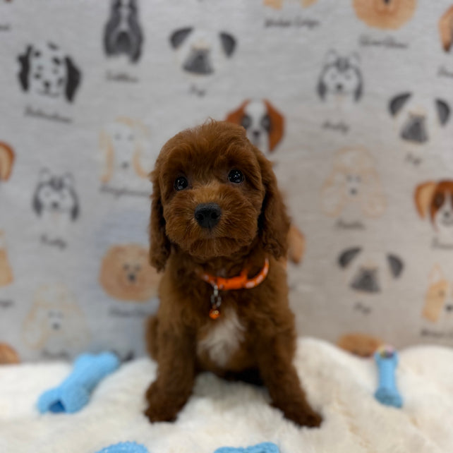 SAM (Mini Poodle)