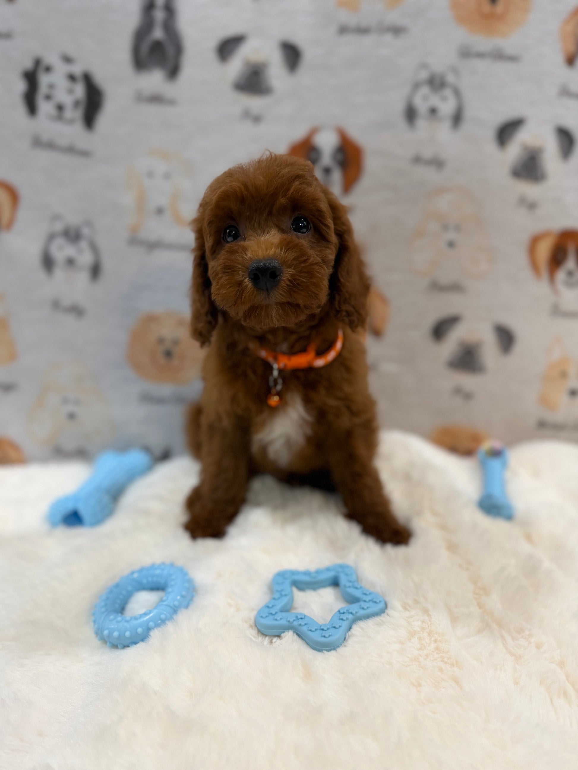 SAM (Mini Poodle)