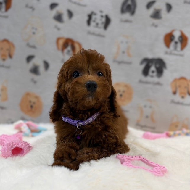 SARA (Mini Poodle)