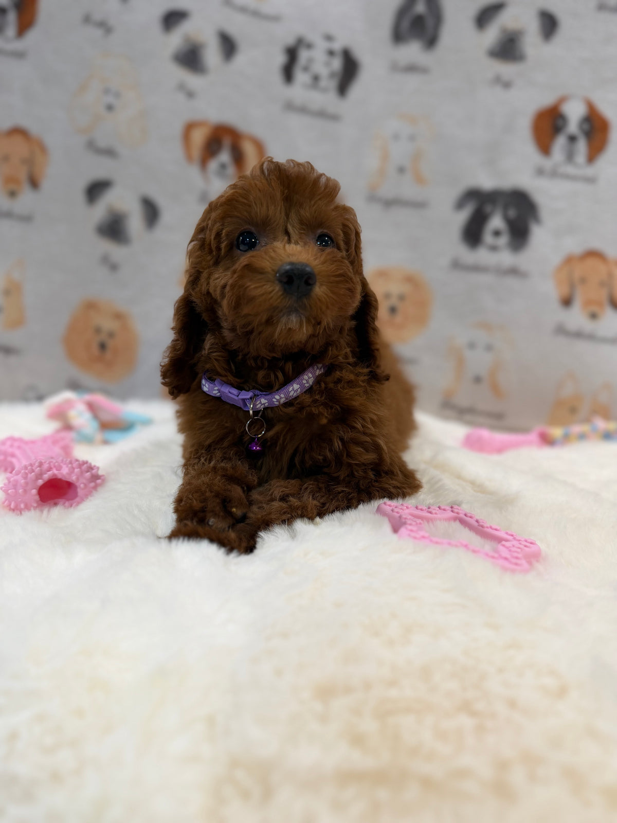 SARA (Mini Poodle)