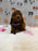 SARA (Mini Poodle)