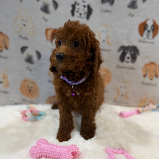 SARA (Mini Poodle)