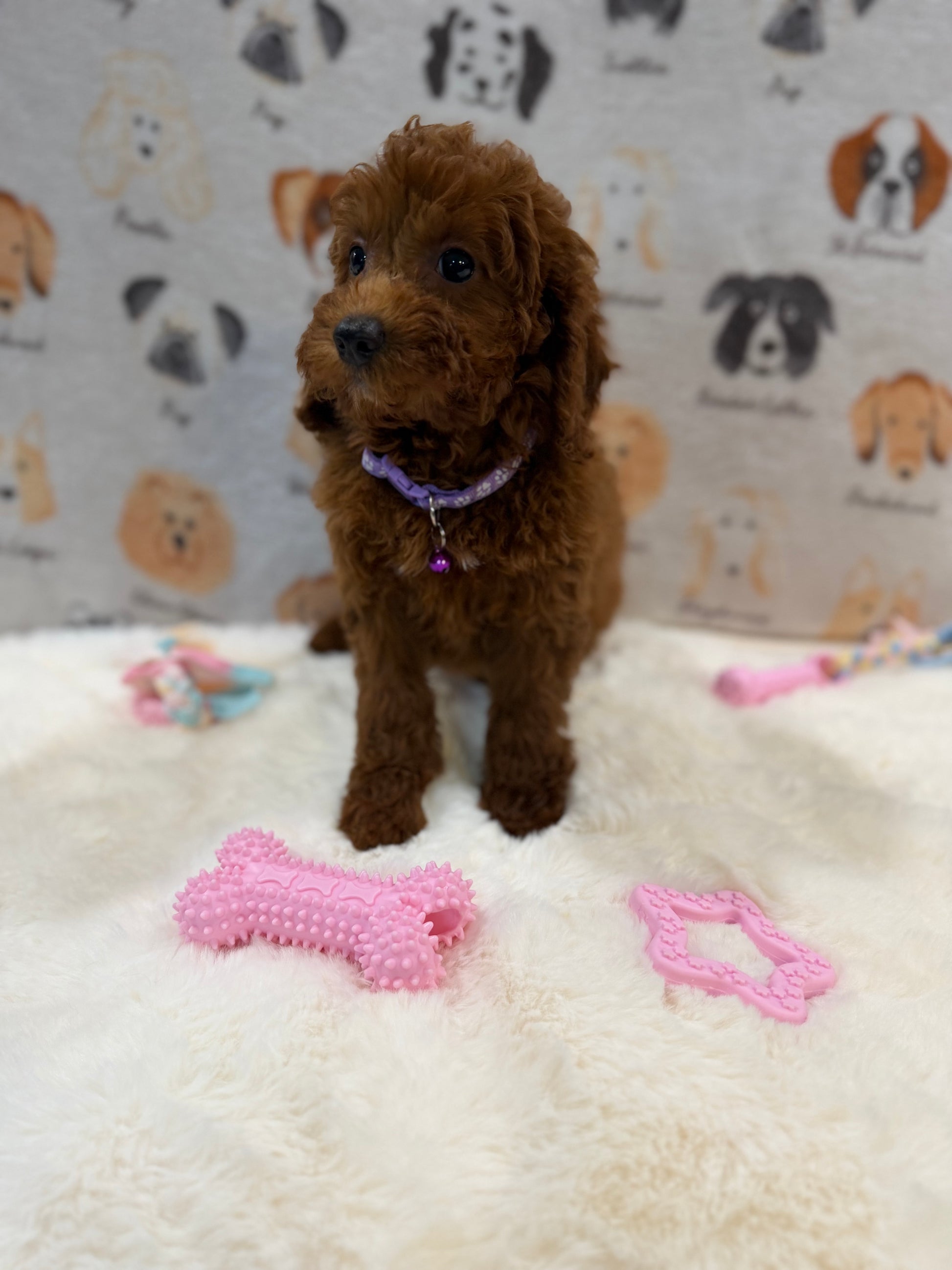 SARA (Mini Poodle)