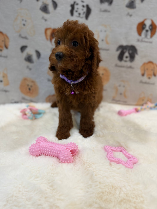 SARA (Mini Poodle)