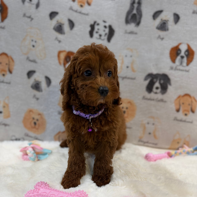 SARA (Mini Poodle)