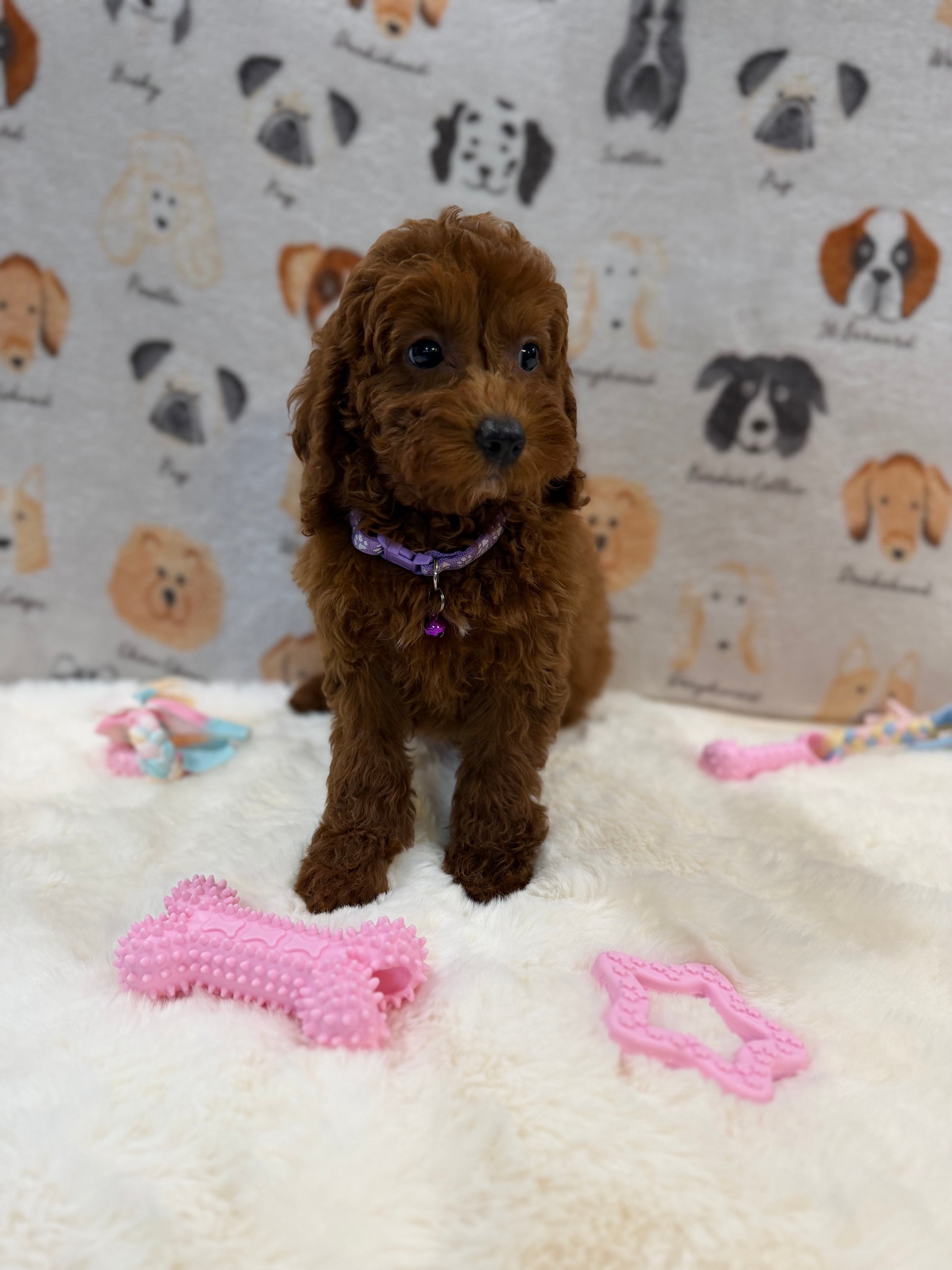 SARA (Mini Poodle)