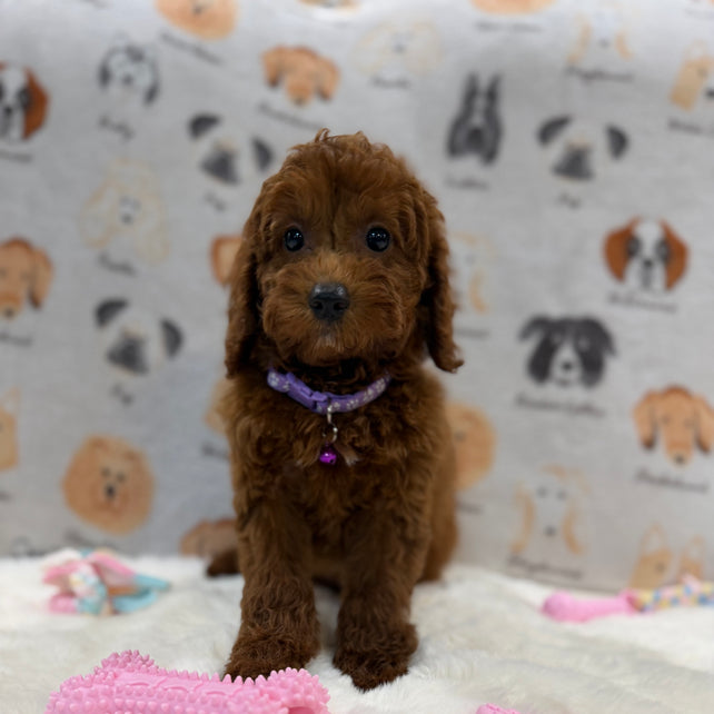 SARA (Mini Poodle)