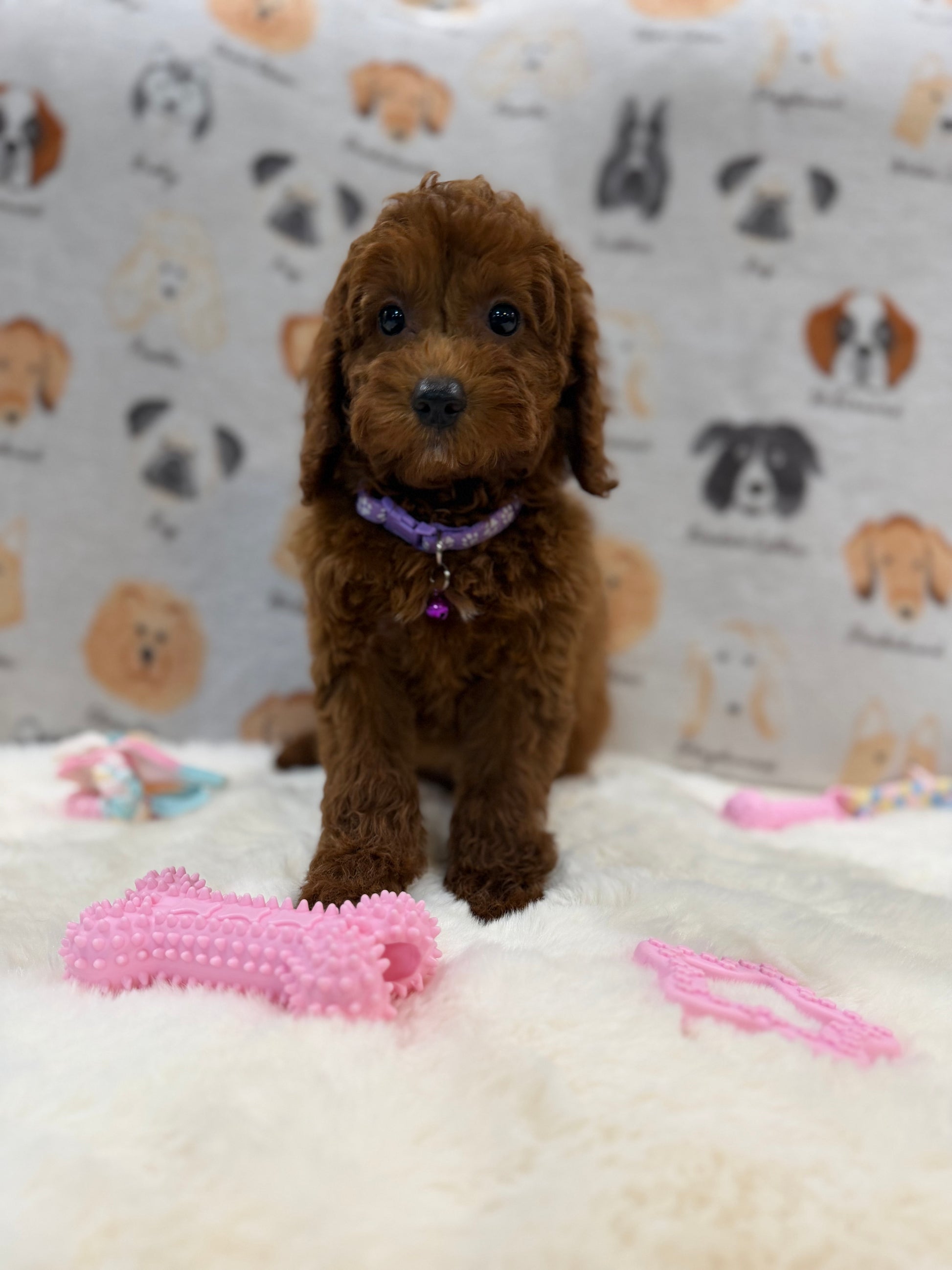 SARA (Mini Poodle)
