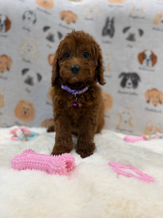 SARA (Mini Poodle)