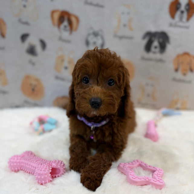 SARA (Mini Poodle)