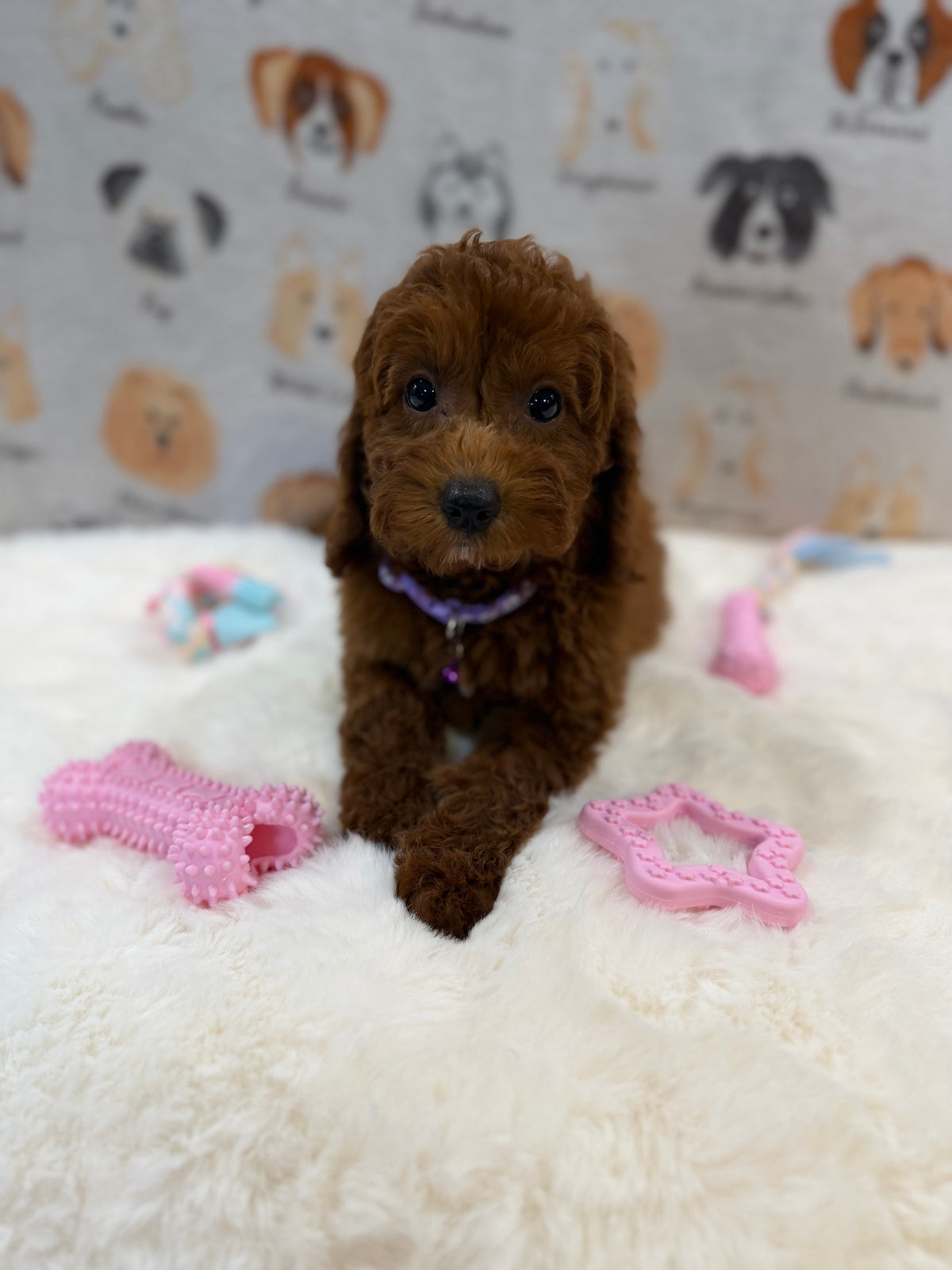 SARA (Mini Poodle)