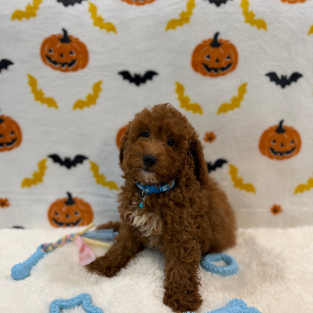 LINO (ACA Mini Poodle)