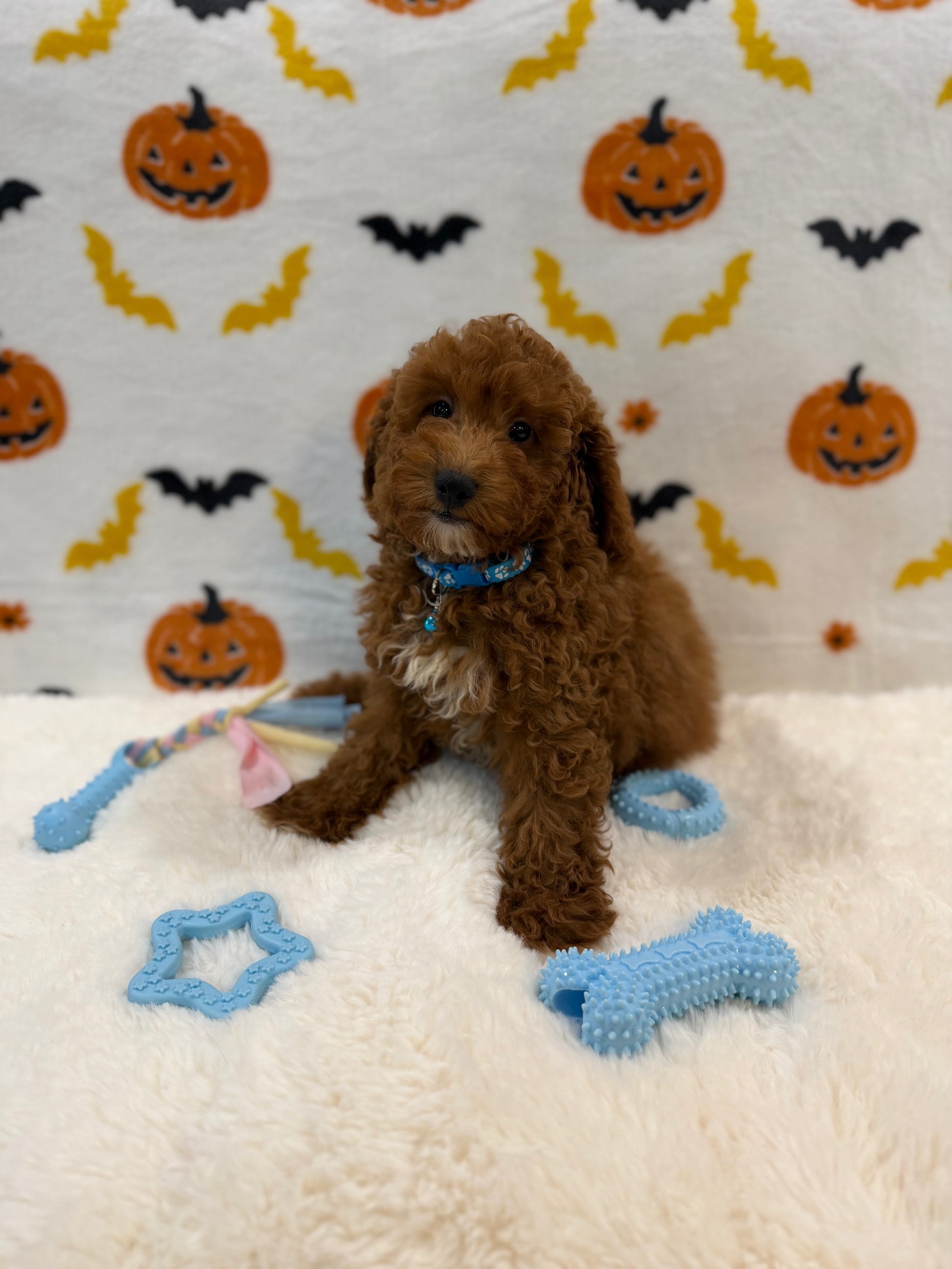 LINO (ACA Mini Poodle)