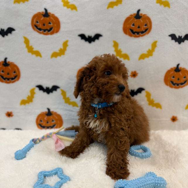 LINO (ACA Mini Poodle)