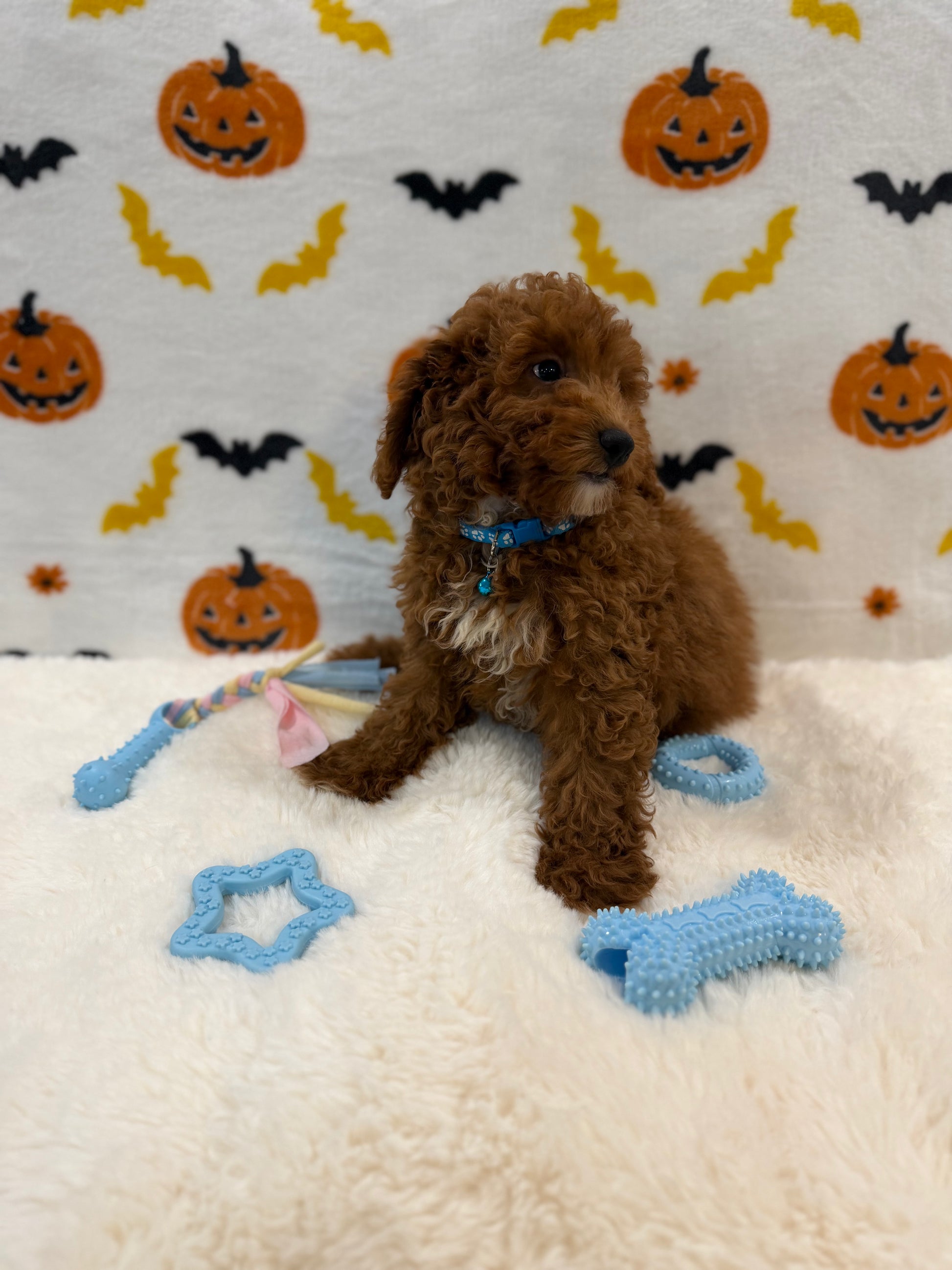 LINO (ACA Mini Poodle)