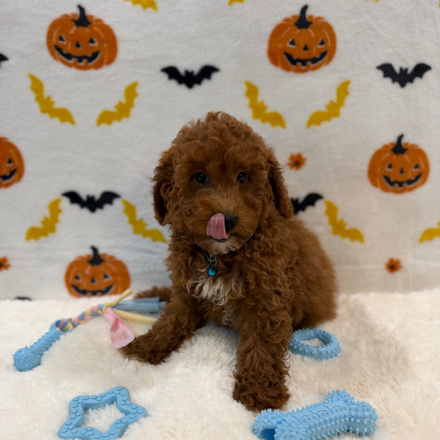 LINO (ACA Mini Poodle)