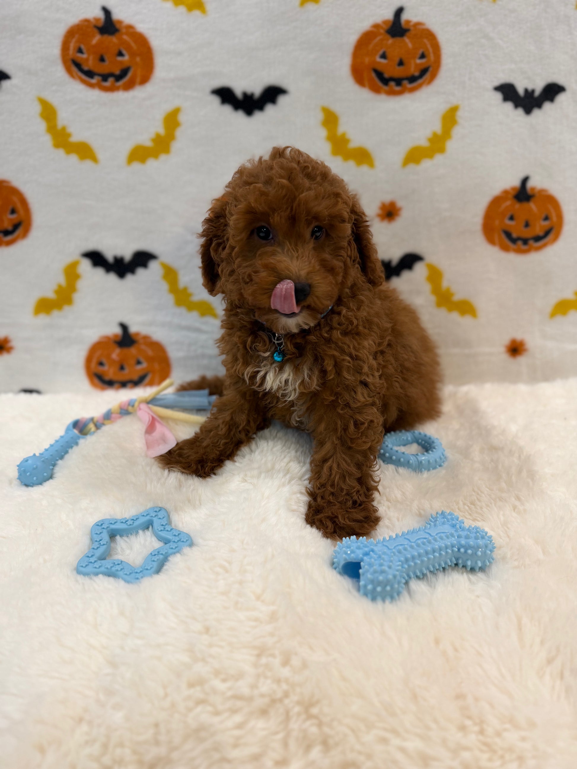 LINO (ACA Mini Poodle)