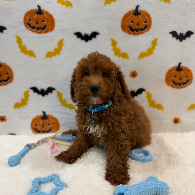 LINO (ACA Mini Poodle)